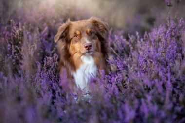 Lavanta tarlasında bir Border Collie köpeğinin yakın çekimi.