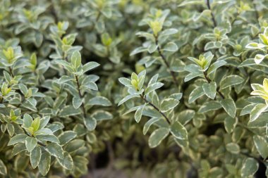 Pittosporum tenuifolium 'Gümüş Kraliçe' yapraklarının yakın çekimi.