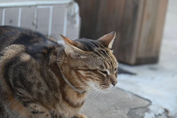 Μια Κοντινή Φωτογραφία Μιας Ψόφιας Γάτας Στο Δρόμο — Φωτογραφία Αρχείου