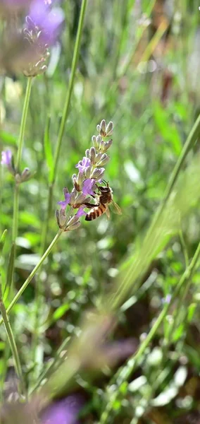 Ένα Κοντινό Πλάνο Μια Μέλισσα Μια Λεβάντα — Φωτογραφία Αρχείου