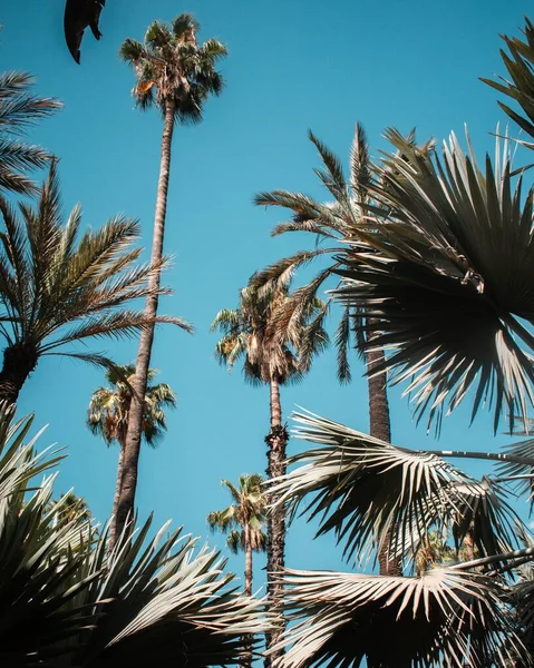 Parlak Mavi Gökyüzünün Arka Planında Yüksek Palmiye Ağaçlarının Dikey Alçak — Stok fotoğraf