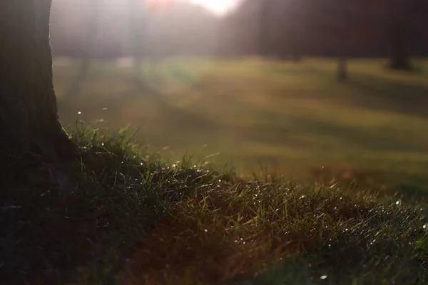 Der Boden Eines Mit Gras Bedeckten Baumstammes — Stockfoto