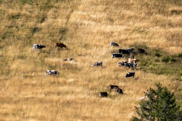 Una Hermosa Vista Del Rebaño Vacas Comiendo Hierba Campo Agrícola — Foto de Stock