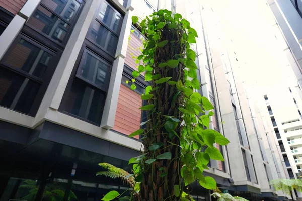The green Devil\'s ivy plant leaves climbing on wooden pole with modern office buildings in the background