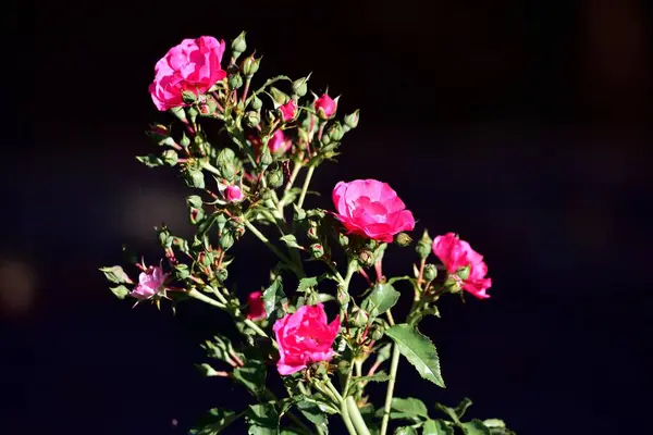Die Rosa Gartenrosen Auf Schwarzem Hintergrund — Stockfoto