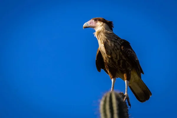 A Crested caracara bird standing on cactus plant against blue sky