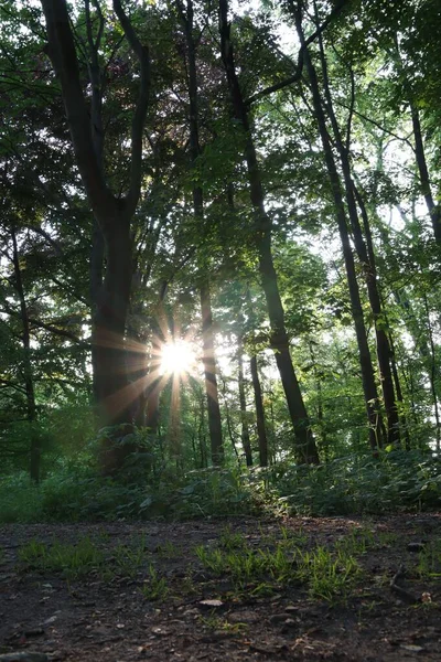 Una Splendida Vista Una Foresta Con Raggi Del Sole Che — Foto Stock