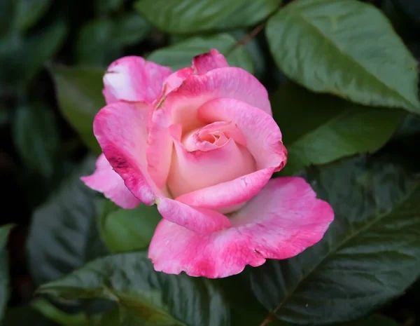 Ένα Όμορφο Κοντινό Πλάνο Ενός Μπεζ Και Ροζ Τριαντάφυλλου Στον — Φωτογραφία Αρχείου