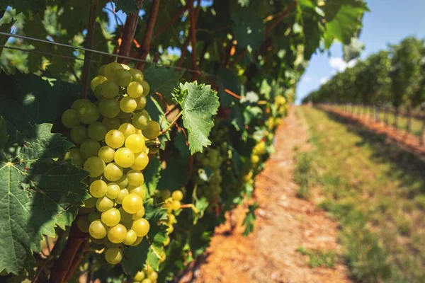 Closeup Organic Grapes Vine Vineyard — Stock Photo, Image