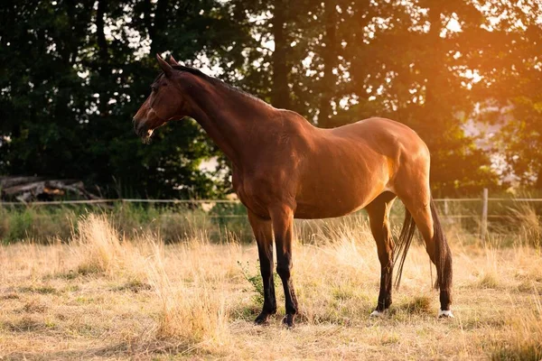 Een Prachtig Uitzicht Een Paard Het Veld Bij Zonsondergang — Stockfoto