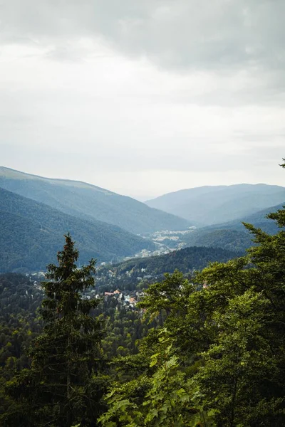 Tiro Vertical Uma Bela Floresta Perto Das Montanhas — Fotografia de Stock