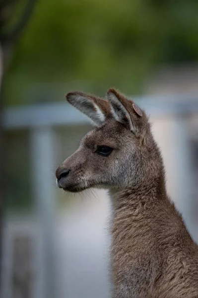 Vertikal Närbild Östgrå Känguru Med Suddig Bakgrund — Stockfoto