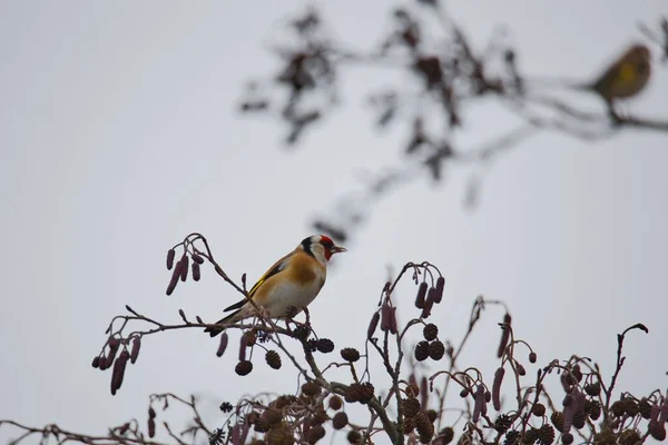 Goldfinch Europeu Empoleirado Uma Árvore — Fotografia de Stock