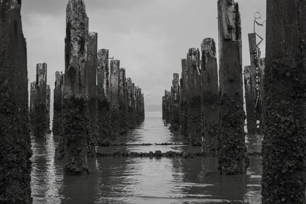 黑白相间被毁的码头桩 — 图库照片