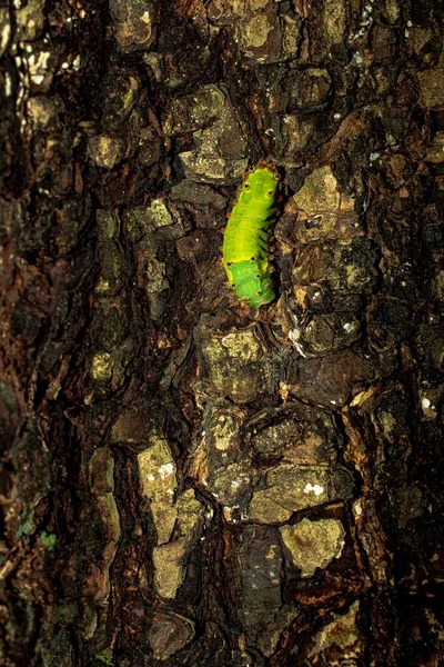 Ağaç Kabuğundaki Yeşil Tırtılın Yakın Çekim Görüntüsü — Stok fotoğraf