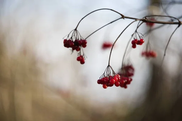 Bir Ağaç Dalından Sarkan Kırmızı Böğürtlenlerin Seçici Odak Noktası — Stok fotoğraf