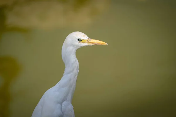 Closeup White Great Egret Blurred Background — Stock Photo, Image