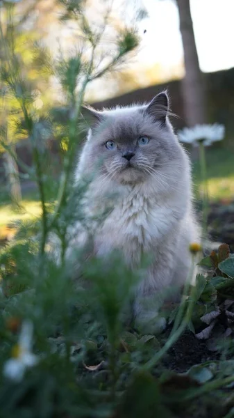 Μια Κάθετη Φωτογραφία Μιας Γάτας Των Ιμαλαΐων Στον Κήπο — Φωτογραφία Αρχείου