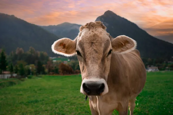 Closeup Shot Brown Cow Staring Camera — Stock Photo, Image