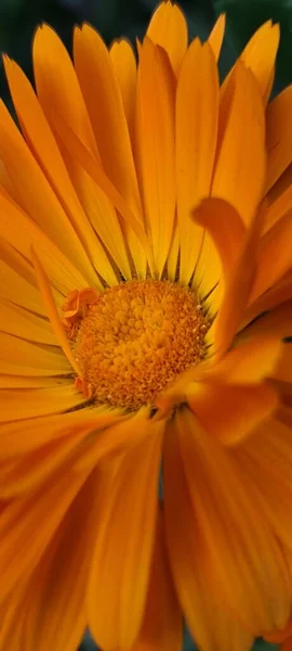 Függőleges Közelkép Egy Narancsvirágról — Stock Fotó