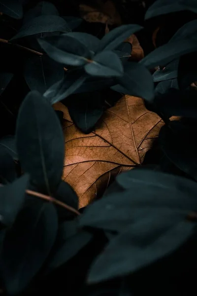 Zbliżenie Ujęcie Suchego Liścia Wśród Zielonych Liści — Zdjęcie stockowe