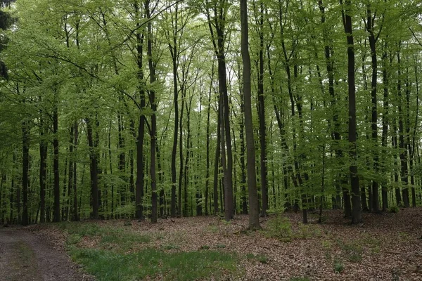 Krásná Scenérie Zelených Stromů Lesním Prostředí — Stock fotografie