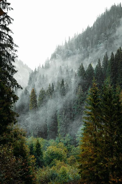 Vertikální Záběr Krásného Lesa Blízkosti Hor — Stock fotografie