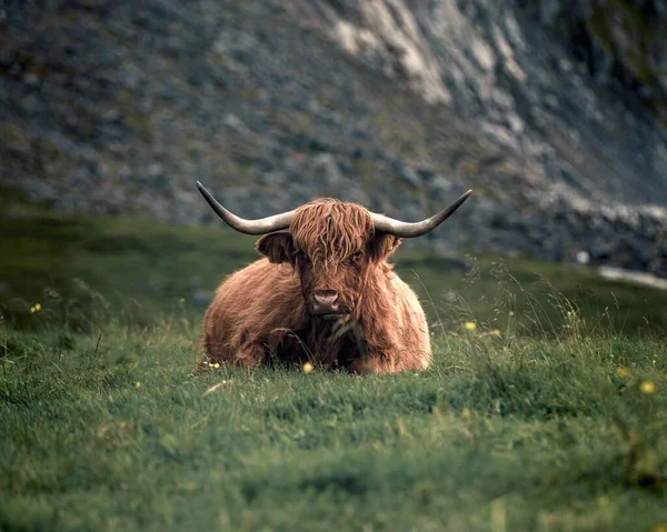 田舎の草原地帯にあるふわふわの茶色の高地牛 — ストック写真