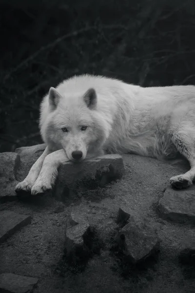 Een Verticaal Grijswaarden Shot Van Arctic Wolf — Stockfoto