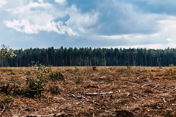 Der Trockene Boden Mit Abgesägten Ästen Gegen Einen Dichten Wald — Stockfoto