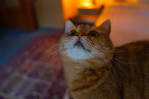 Eine Nahaufnahme Einer Orangefarbenen Gestromten Katze Die Nach Oben Blickt — Stockfoto