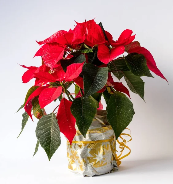 Närbild Bild Julstjärna Växter Isolerad Bakgrund — Stockfoto