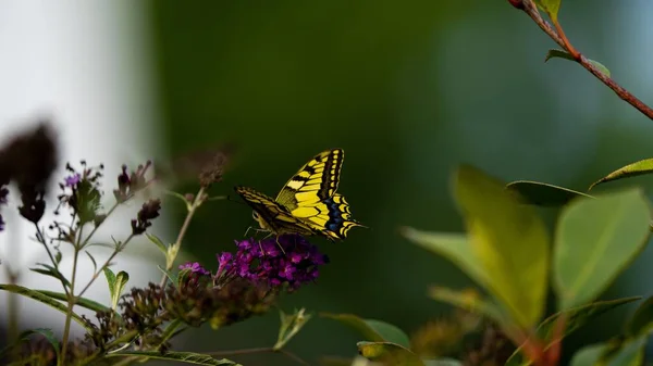 Ένα Κοντινό Πλάνο Μια Κίτρινη Πεταλούδα Σκαρφαλώνει Μοβ Λουλούδια Στο — Φωτογραφία Αρχείου