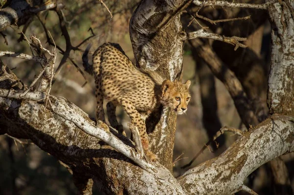 Cheetah Plains Serengeti National Park — Stock Photo, Image