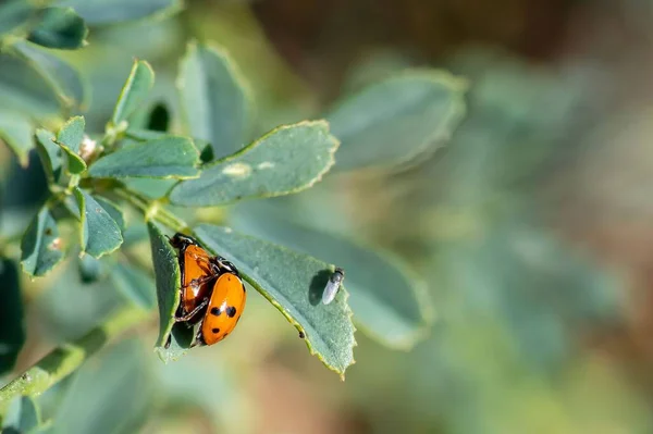 Two Ladybugs Plant Leaves — Stock Photo, Image