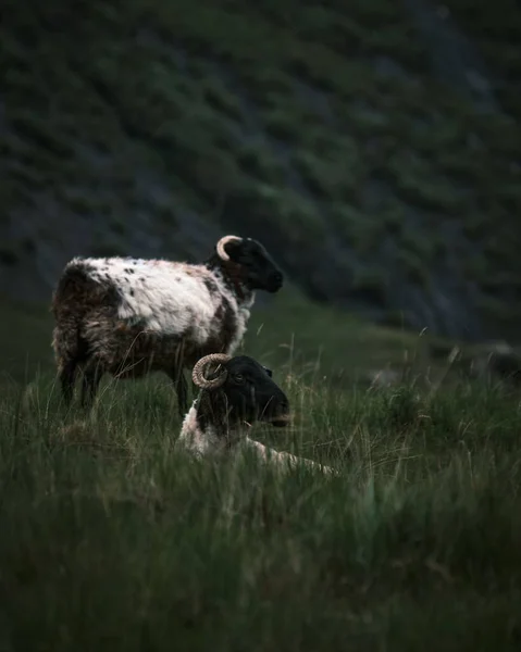 在爱尔兰的一个阴郁的日子里 在朦胧的背景下 在田野里休息的一帧垂直的羊 — 图库照片