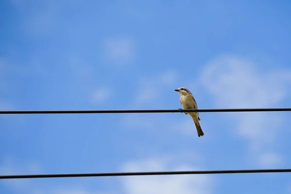 Pták Sedící Laně Pozadí Oblohy — Stock fotografie
