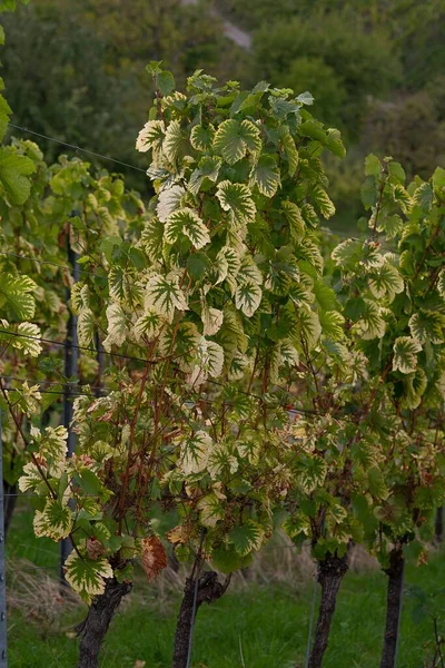 Вертикальный Снимок Виноградных Листьев Дефицитом Магния Размытом Фоне — стоковое фото