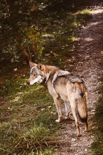 在阳光灿烂 背景模糊的天气里 一只美丽的欧亚狼在森林里的垂直镜头 — 图库照片