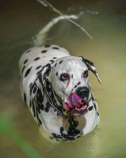 Disparo Vertical Lindo Perro Dálmata Nadando Las Aguas Río Durante —  Fotos de Stock