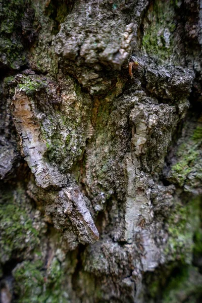Толстая Текстура Ствола Дерева — стоковое фото