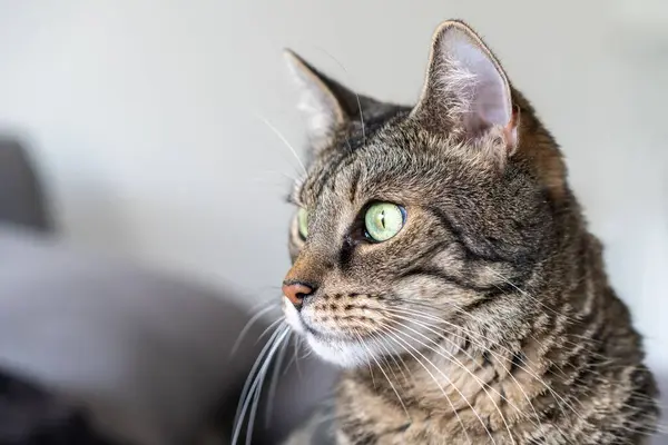 Närbild Tabby Katt Med Gröna Ögon — Stockfoto