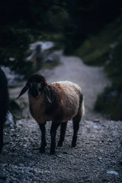 Вертикальный Снимок Черной Овцы Романовых Гравийной Дороге — стоковое фото