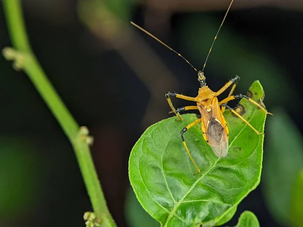 Closeup Assassin Bug Harpactorinae Mating Green Leaf Blurred Background — Stock Photo, Image