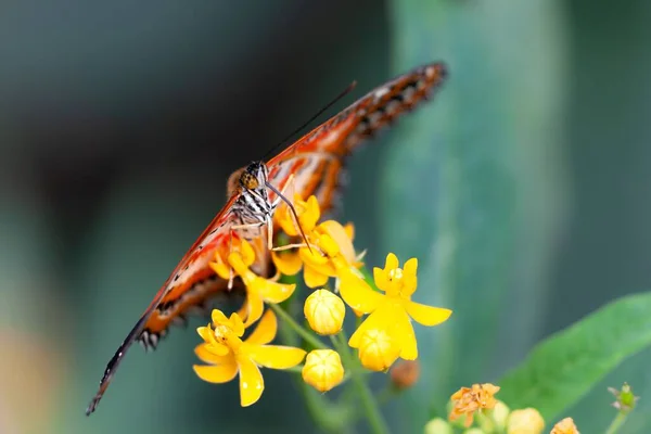Egy Vörös Tépkedő Pillangó Mely Egy Homályos Hátterű Aranyrúd Virágának — Stock Fotó