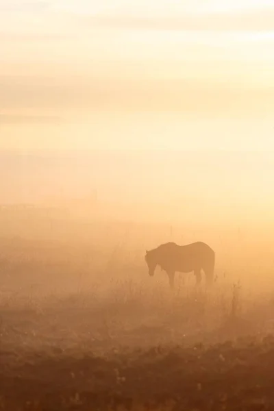 Vertikal Bild Häst Som Betar Gräs Ett Fält Vid Solnedgången — Stockfoto