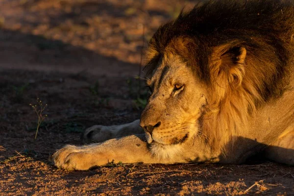 Ένα Ενήλικο Αρσενικό Λιοντάρι Ξαπλωμένο Στο Έδαφος Στη Μαρατάμπα Της — Φωτογραφία Αρχείου
