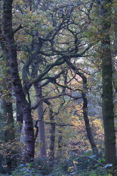 Sutton Park Birmingham Daki Bir Ormanın Dikey Görüntüsü — Stok fotoğraf