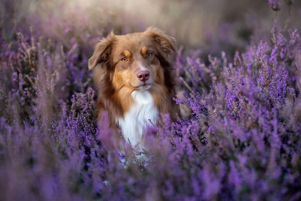 Een Border Collie Hond Rustend Een Lavendelveld Wazige Achtergrond — Stockfoto