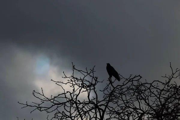 乾燥した木の枝に座っている鳥のシルエットは — ストック写真